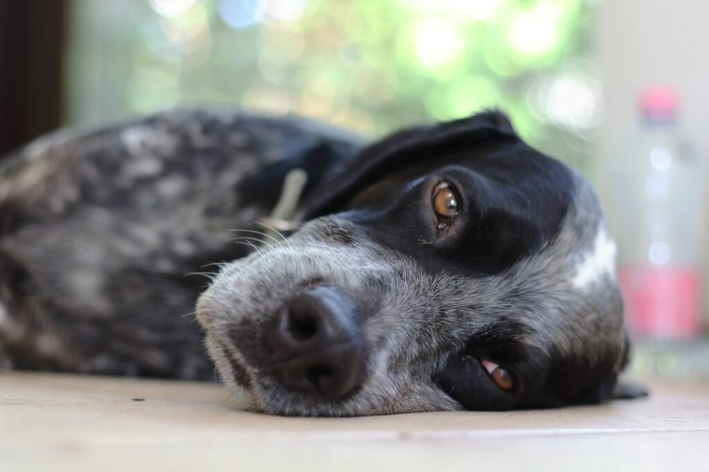 dog lethargic
