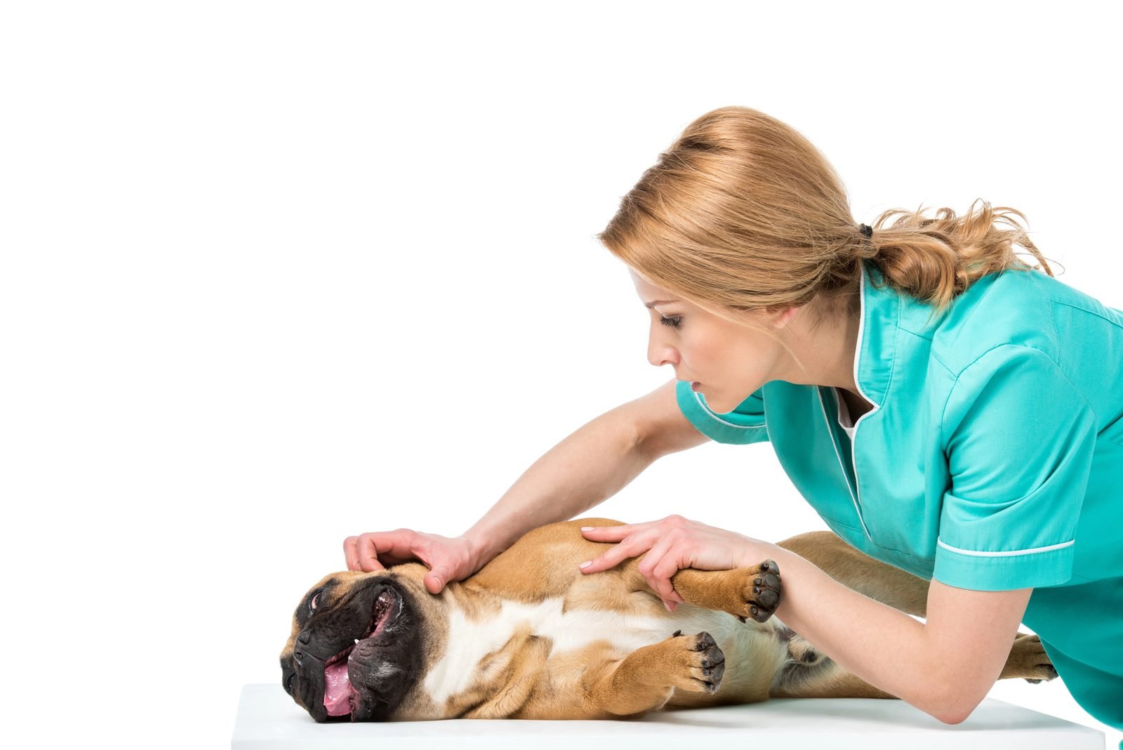 Dog Stomach Gurgling: Normal or a Problem?