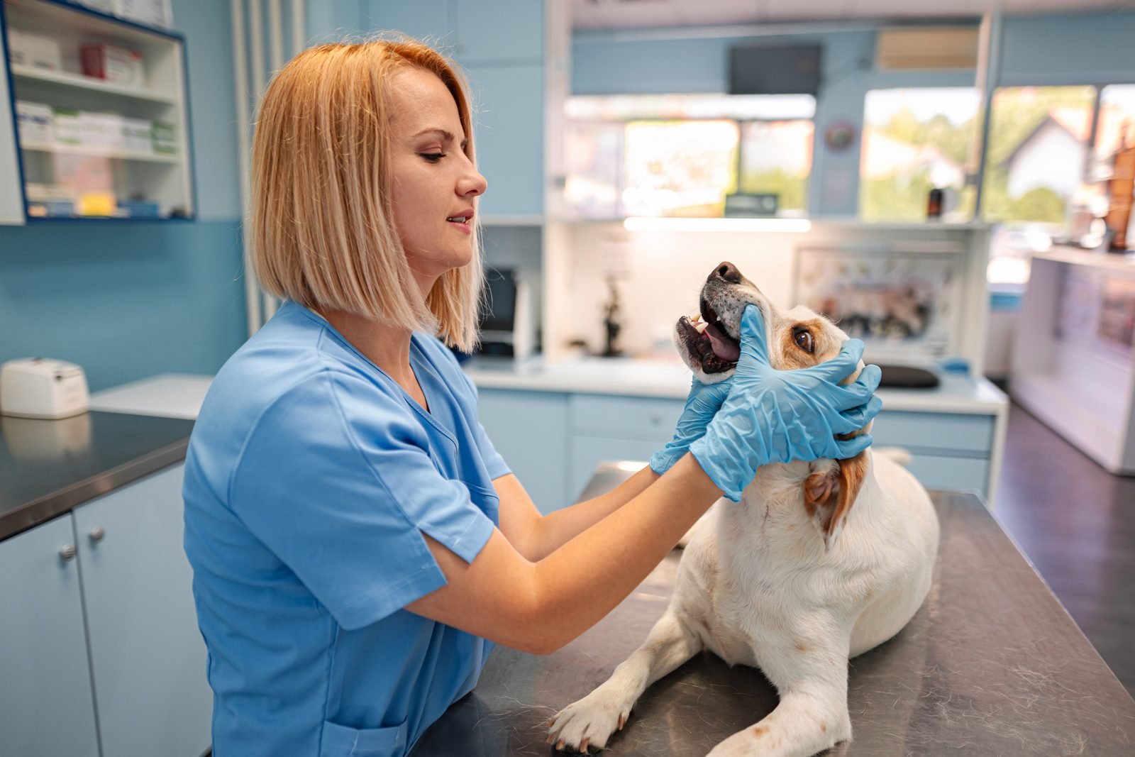 Vet examining jack russell on clinic table – dog eye infection