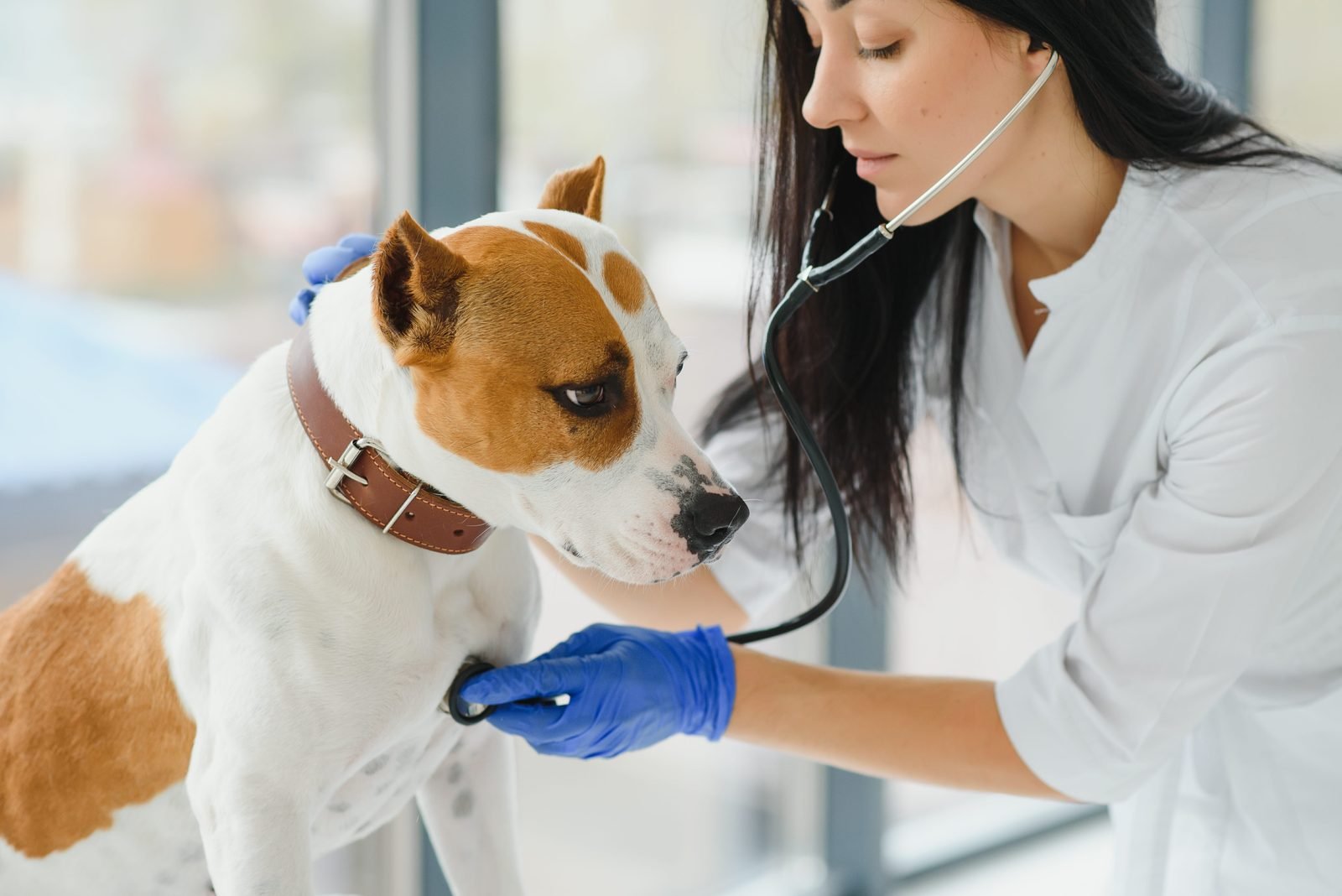 Heartworm Prevention for Dogs: Questions to Ask an Online Vet