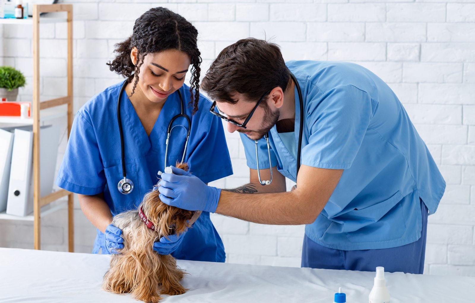 Dog Eye Infection: Can an Online Vet Help?