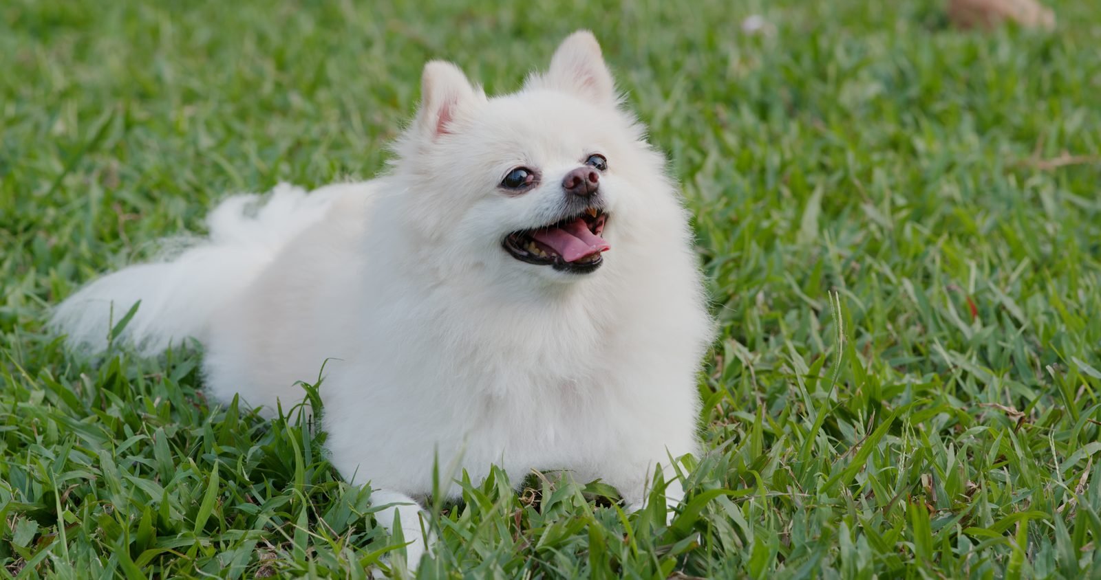 White pomeranian lying on grass panting – dog panting at night