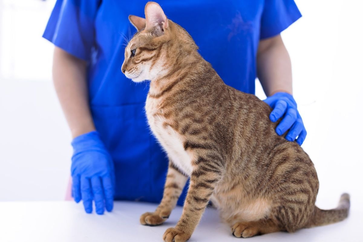 Veterinarian examining cute cat in clinic