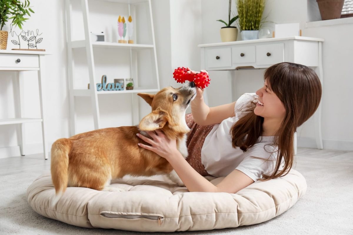 Dog corgi play toy bed - False Pregnancy in Dogs