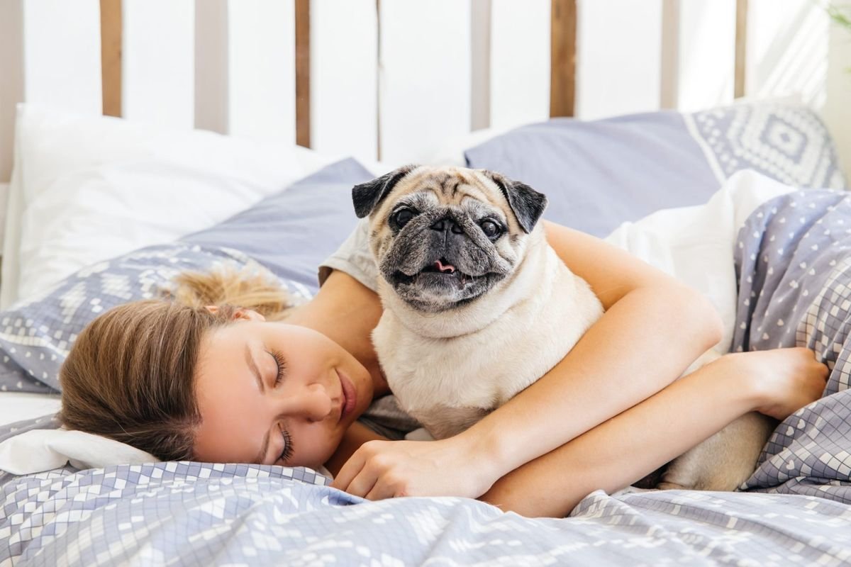Dog pug sleep bed human - False Pregnancy in Dogs