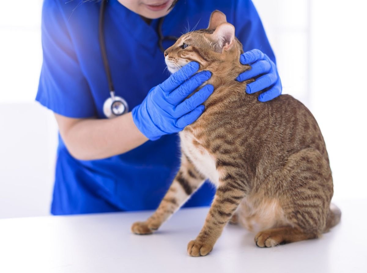 Veterinarian examining cute cat in clinic