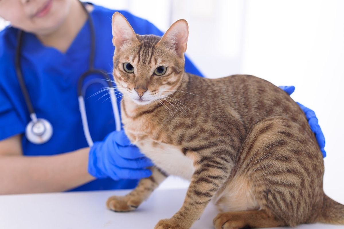 Veterinarian examining cute cat in clinic