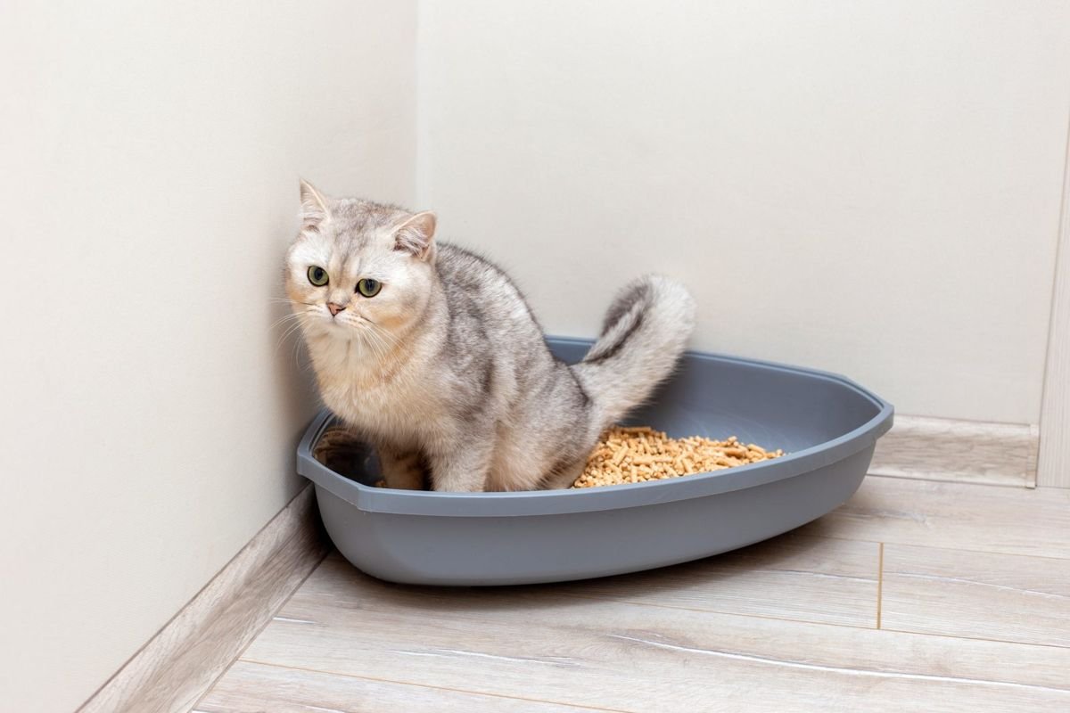 A beautiful gray british cat is defecate into a large gray