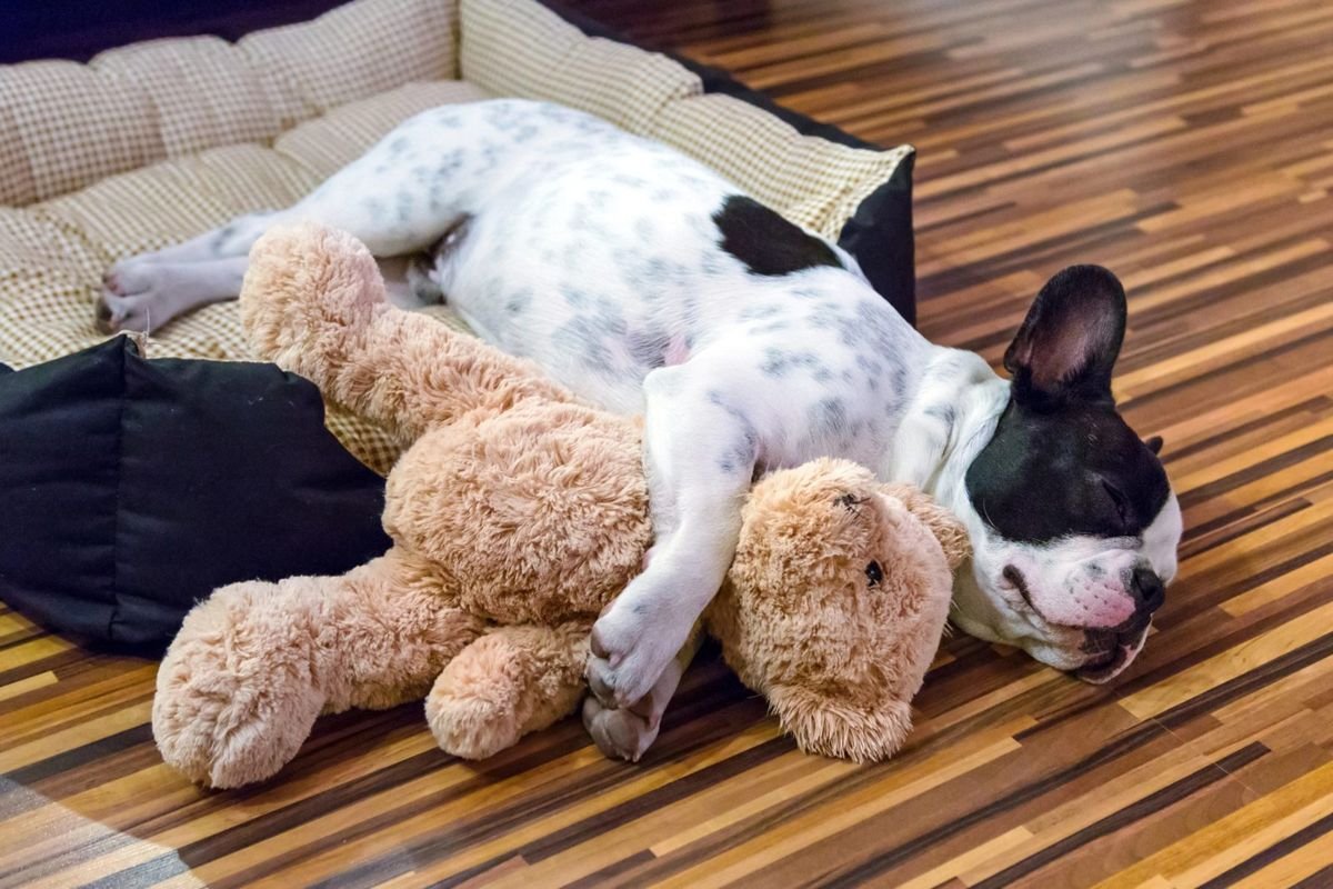 Dog frenchie sleep teddy bed - How Much Should a Dog Sleep