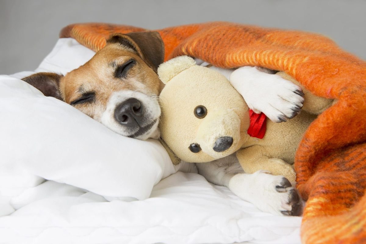 Dog sleep teddy bed blanket - How Much Should a Dog Sleep