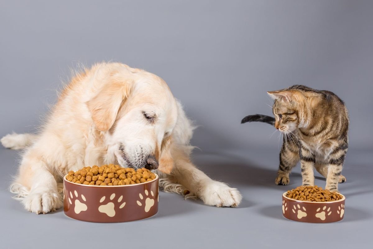 Dog and cat eating - How Much Should I Feed My Cat