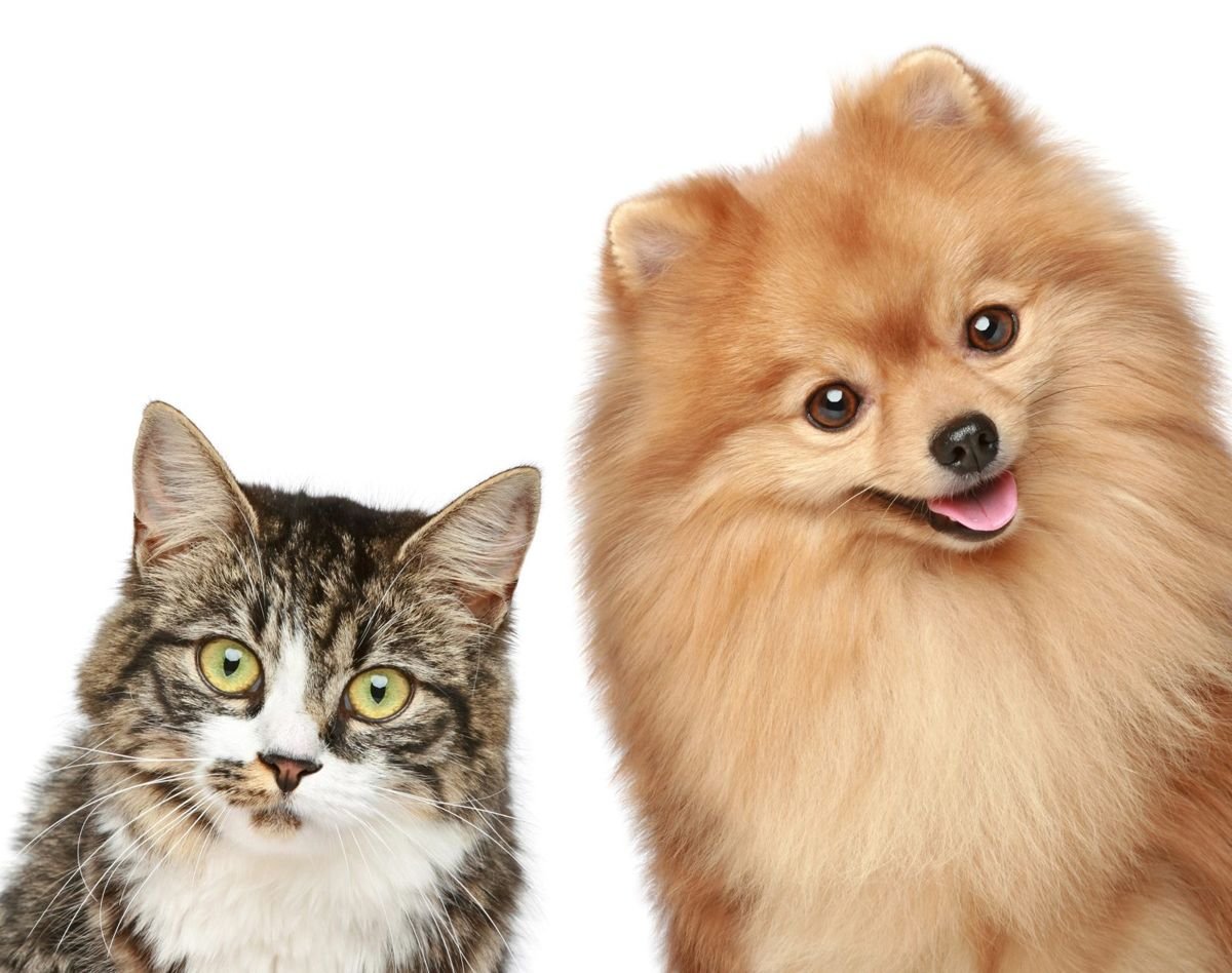 Dog cat pomeranian - How Much Should I Feed My Cat