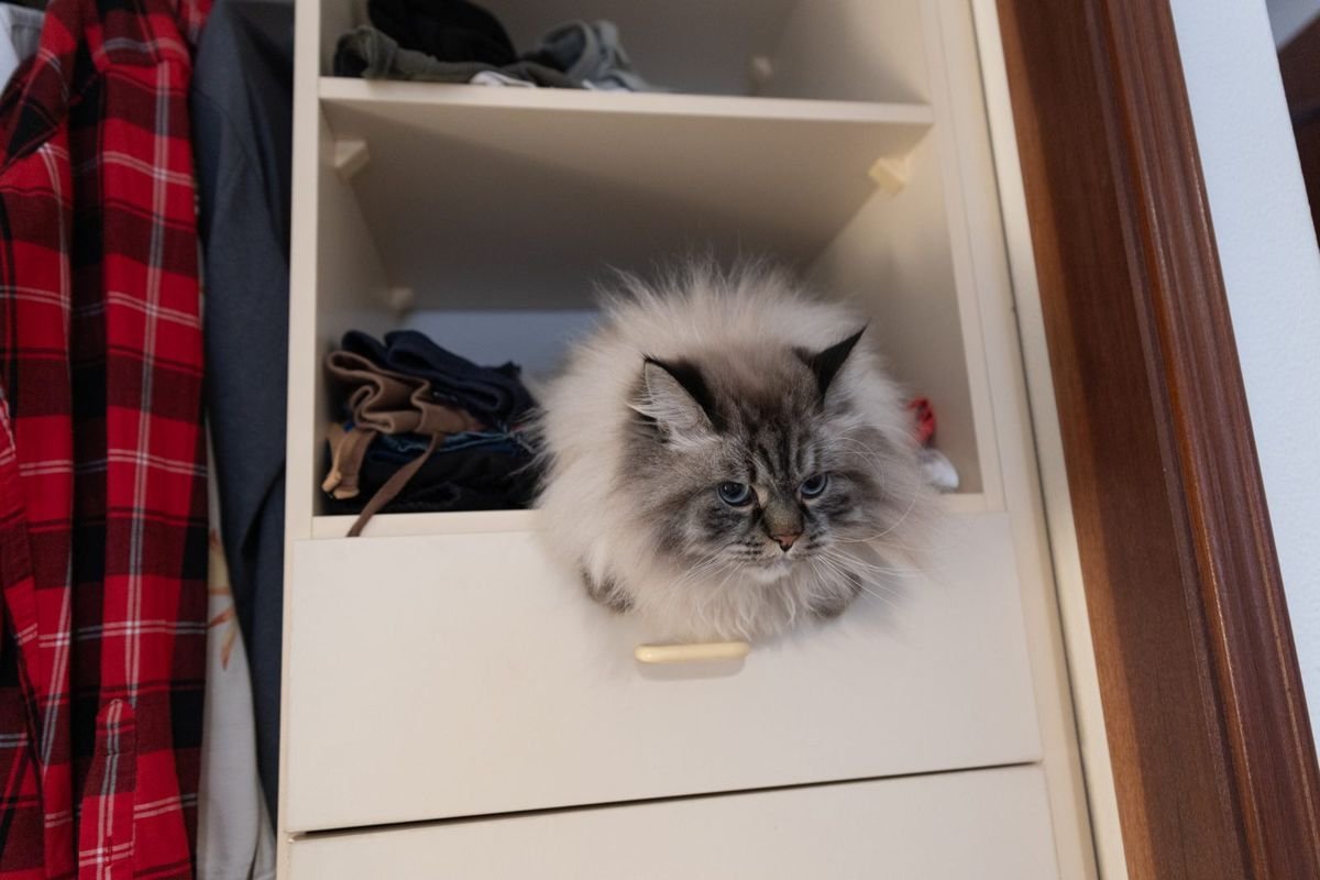 Curious domestic cat hiding inside a wardrobe
