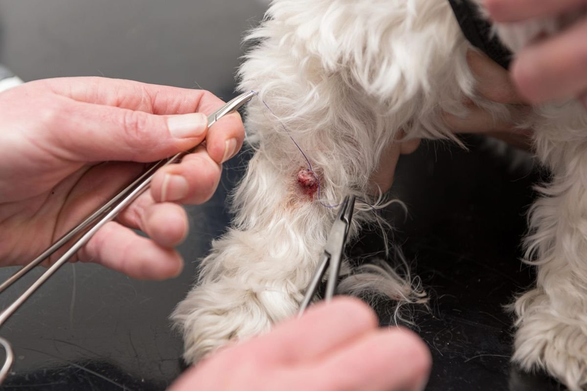 Dog tick removal tweezers paw - How to Remove a Tick From Your Dog or Cat