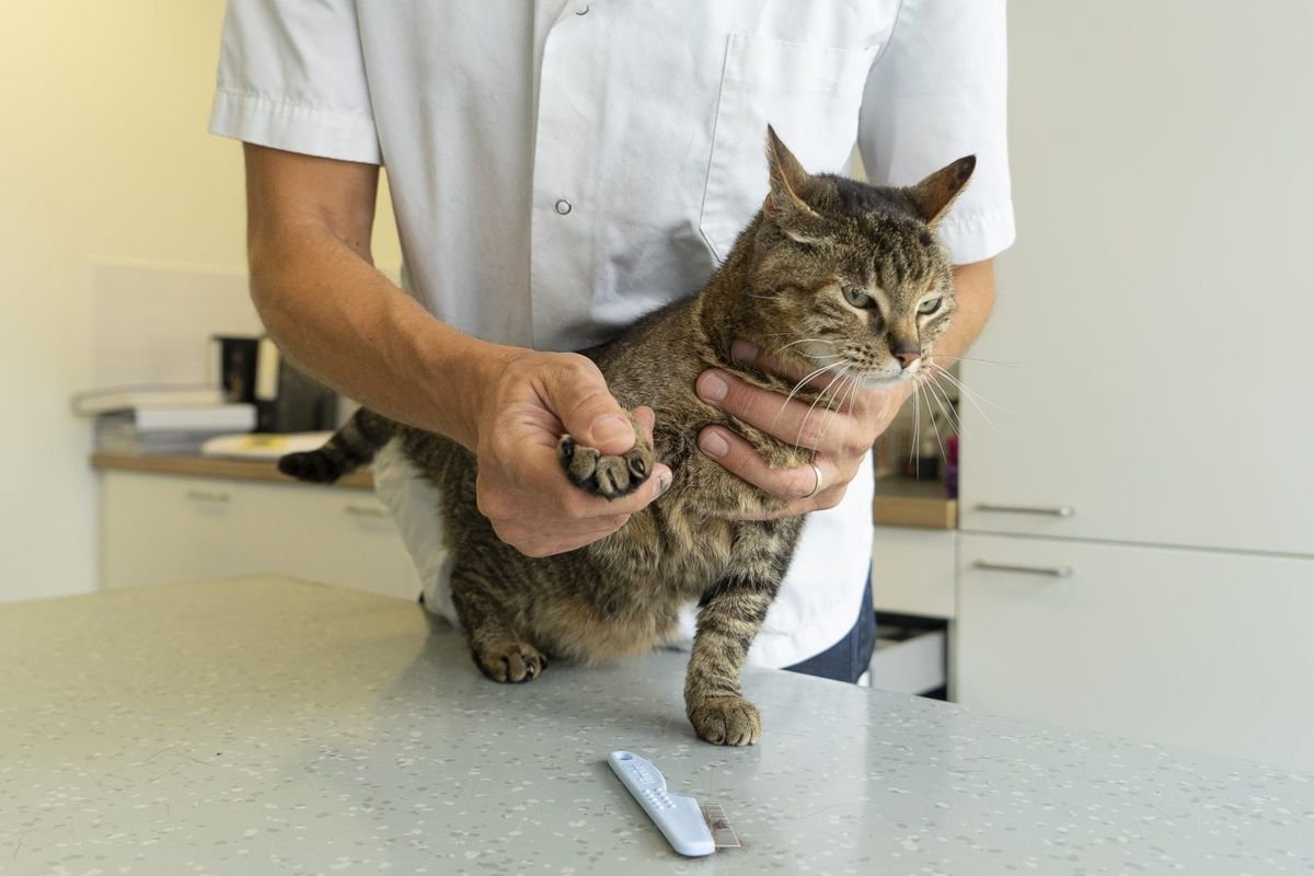 Tabby cat being examinated by her paw and nails by an unrecognizable