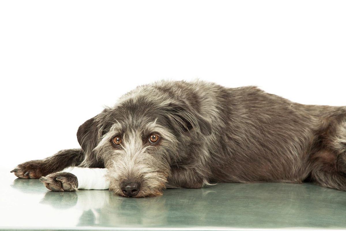 Dog injury bandage leg lying - Hypothyroidism in Dogs
