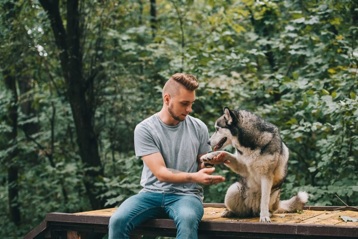 Dog husky paw shake human - Interdigital Cysts in Dogs
