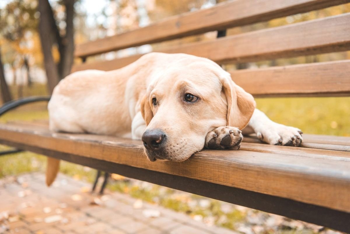 Dog labrador bench sad lying - Laryngeal Paralysis in Dogs