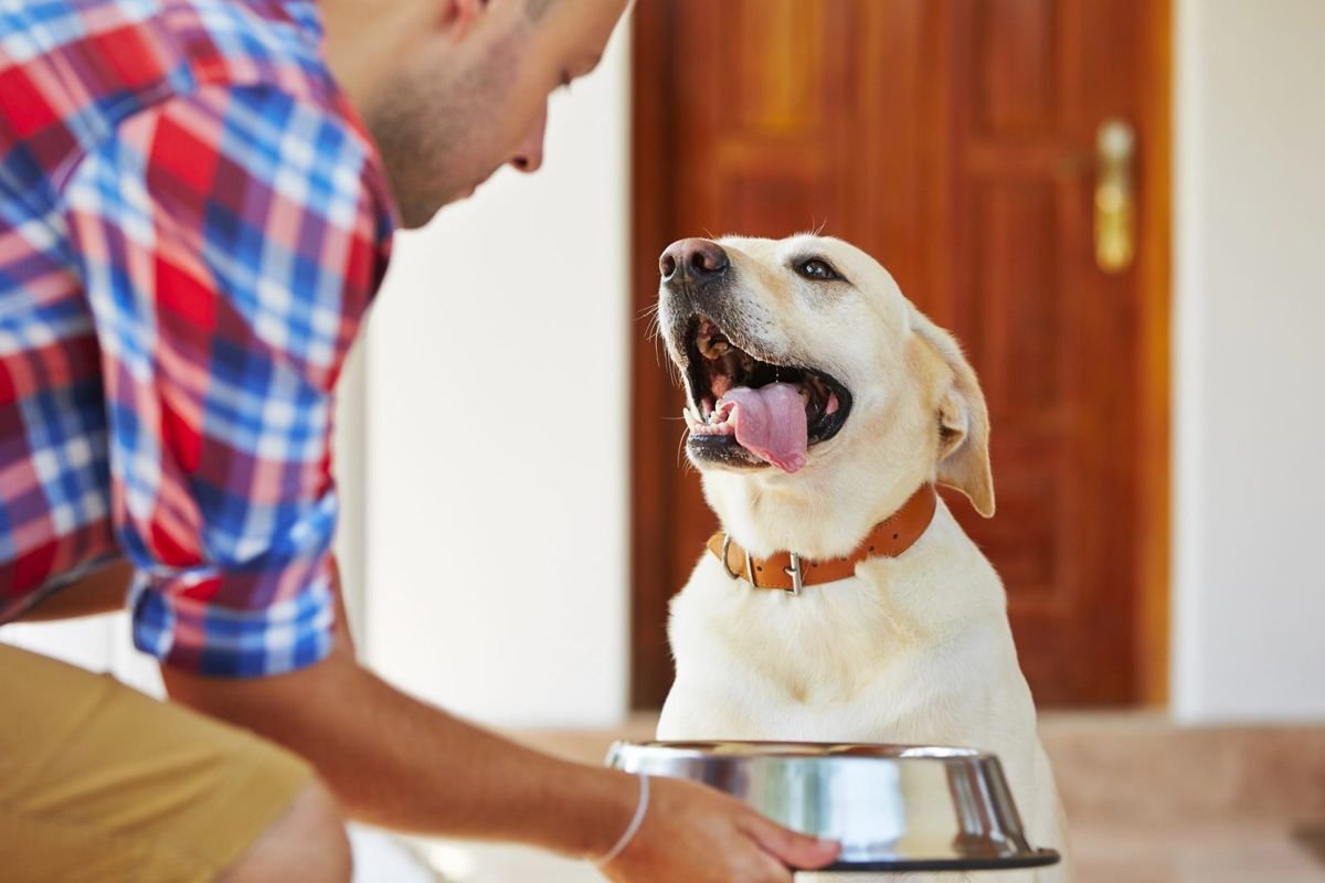 Dog labrador human bowl eat - Limber Tail Syndrome in Dogs