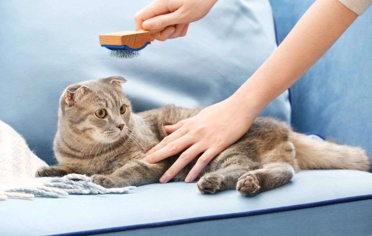 Cat brush groom shedding - Matted Cat Fur: How to Remove and Prevent Mats