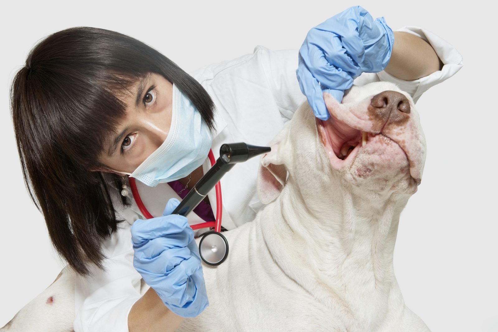 Female vet checking dog eyes with ophthalmoscope – dog eye infection