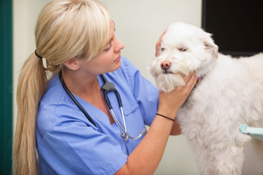 dog swollen face