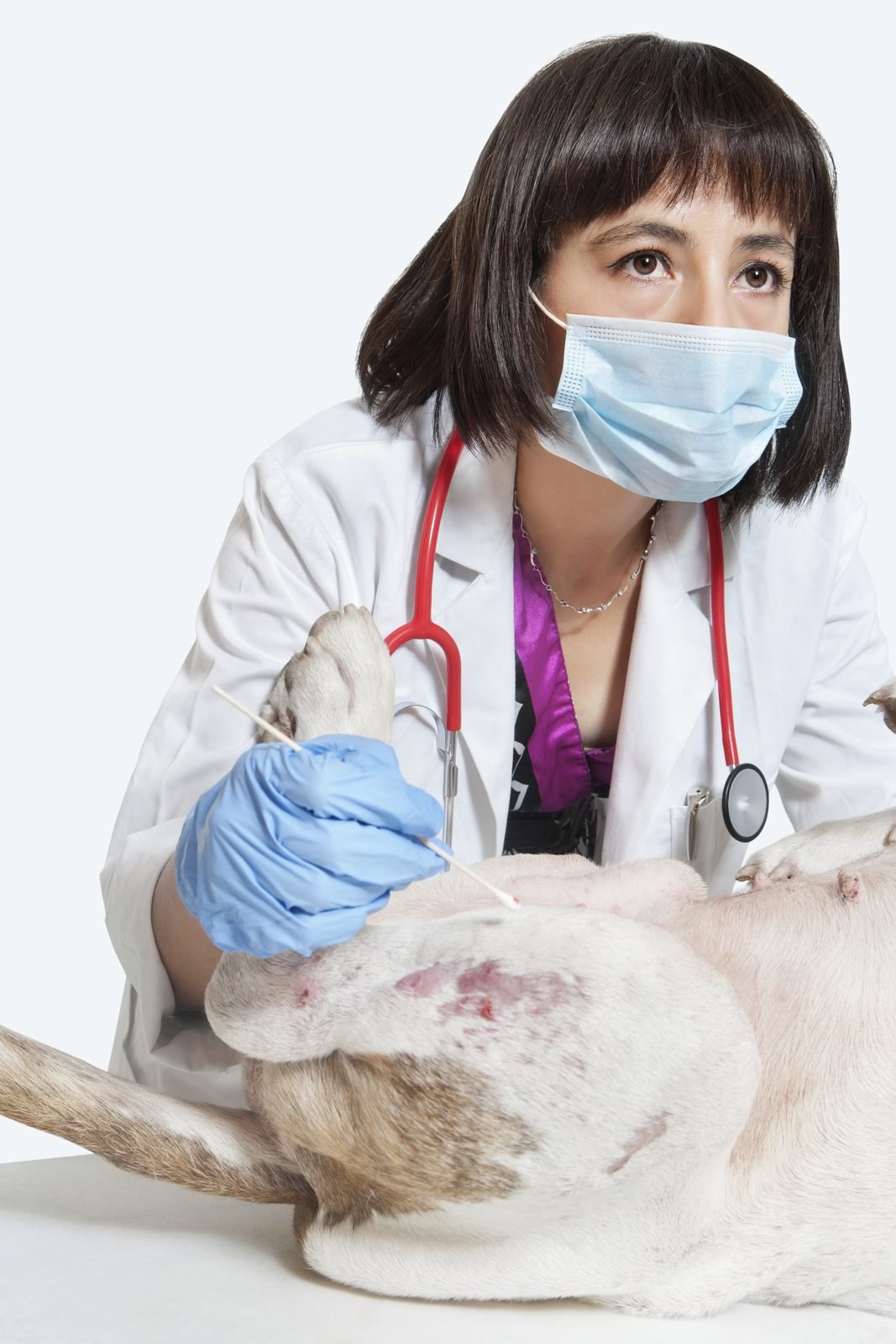 Female vet in mask examining white dog belly – dog stomach gurgling