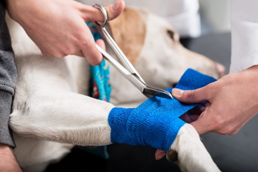 dog wound care