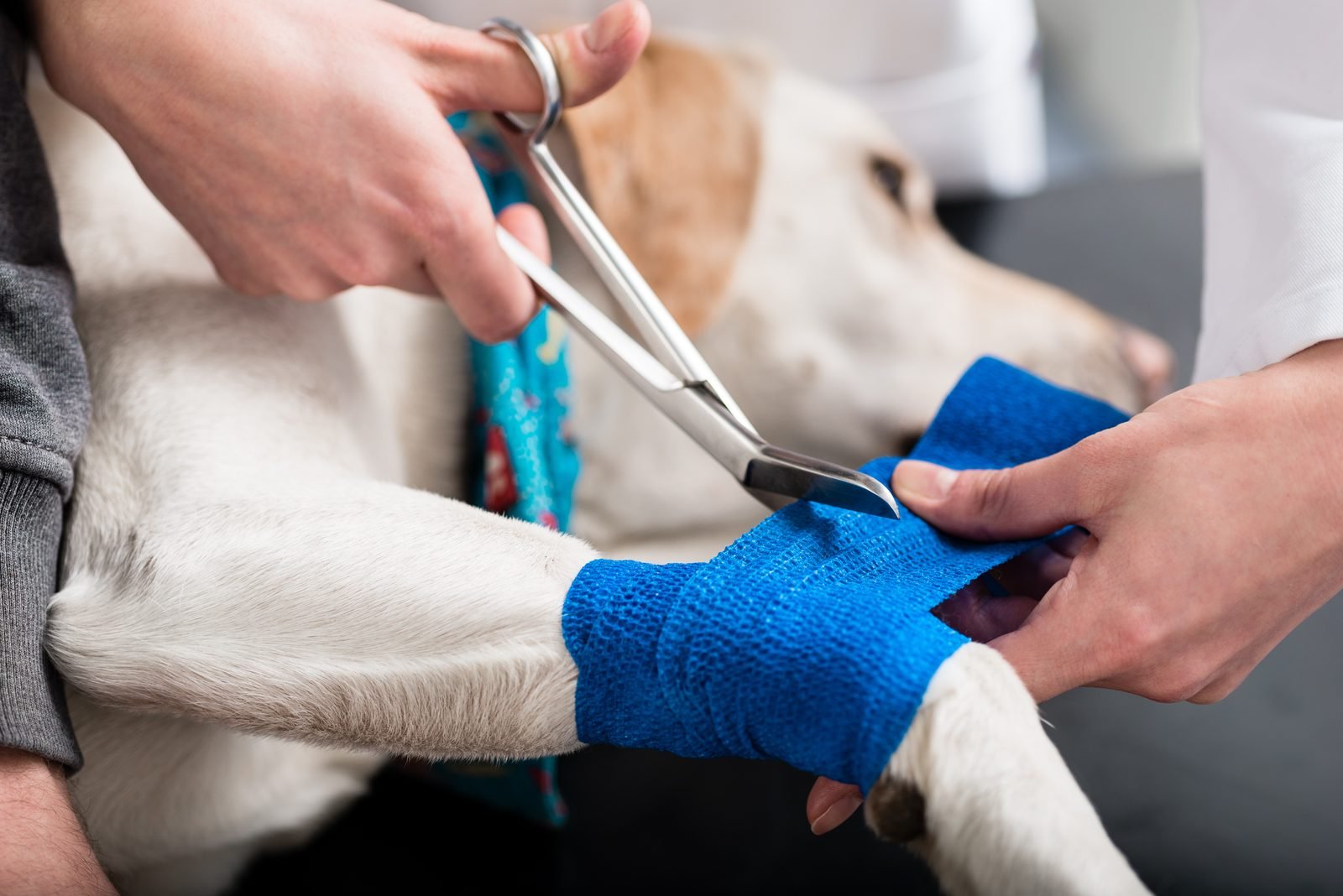Dog Wound Care at Home: What Is Safe and When to Call a Vet