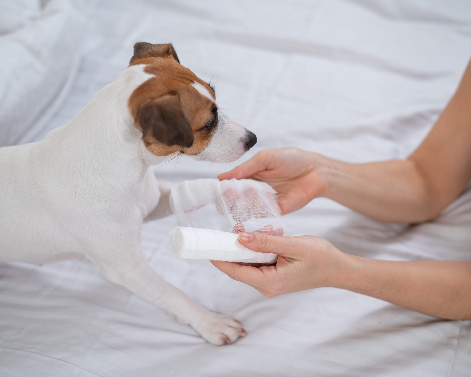 Vet bandaging paw of jack russell terrier – dog swollen paw