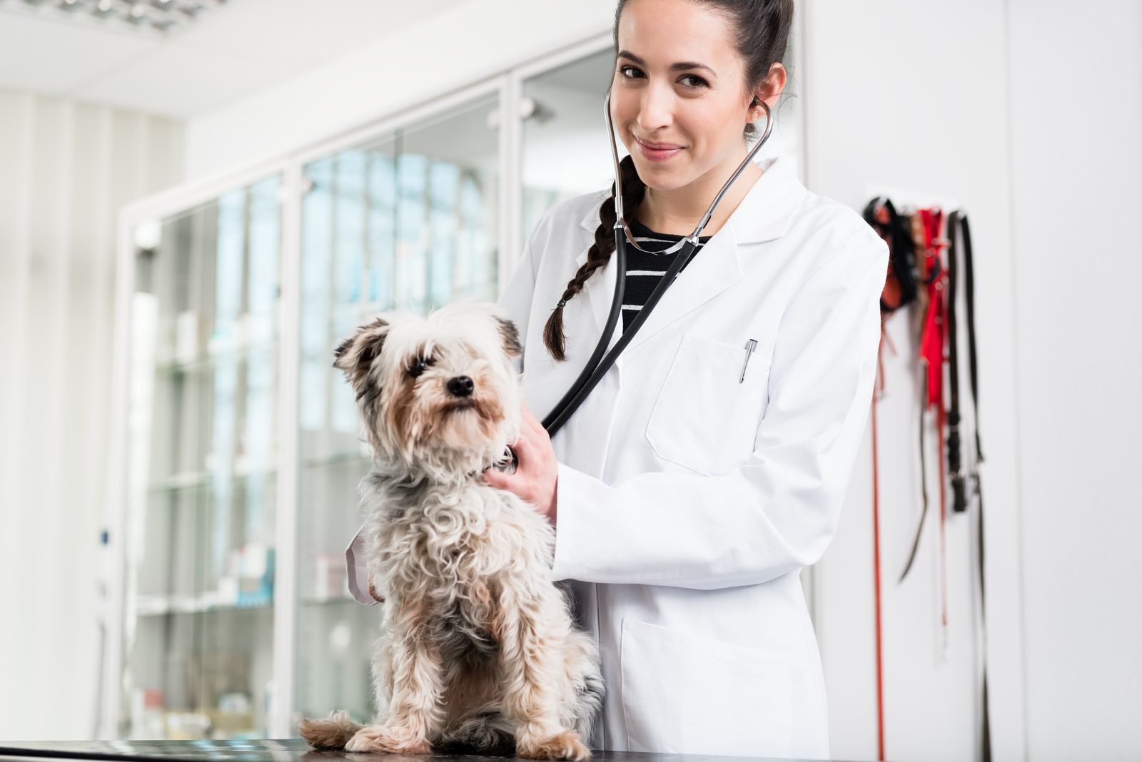Online Vet Doctor: Who Is on the Other End of Your Chat?