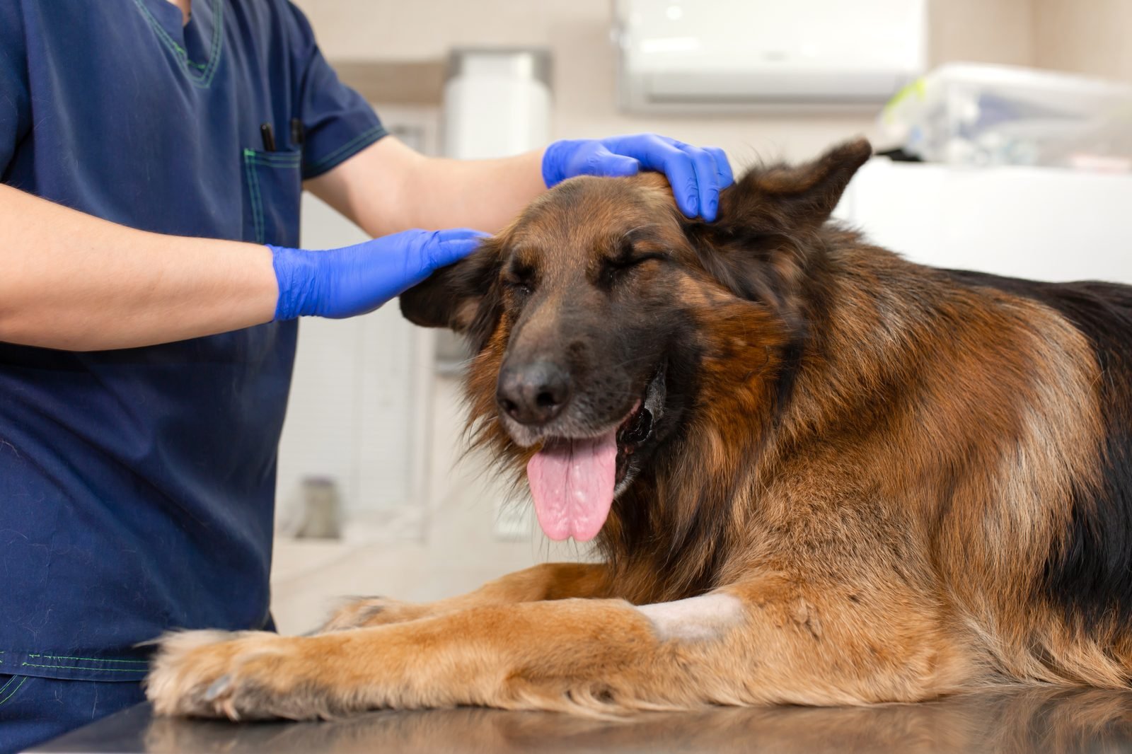 Can I Take My Dog to Any Vet in an Emergency?