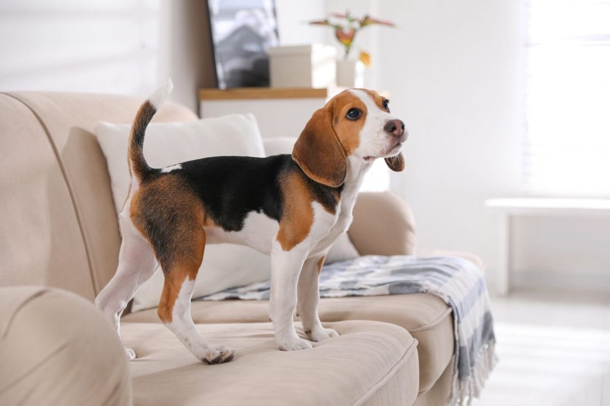 Dog beagle sofa - Megaesophagus in Dogs