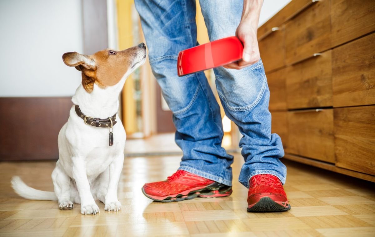 Hungry curious dogs looks up - Mothball Poisoning in Dogs and Cats