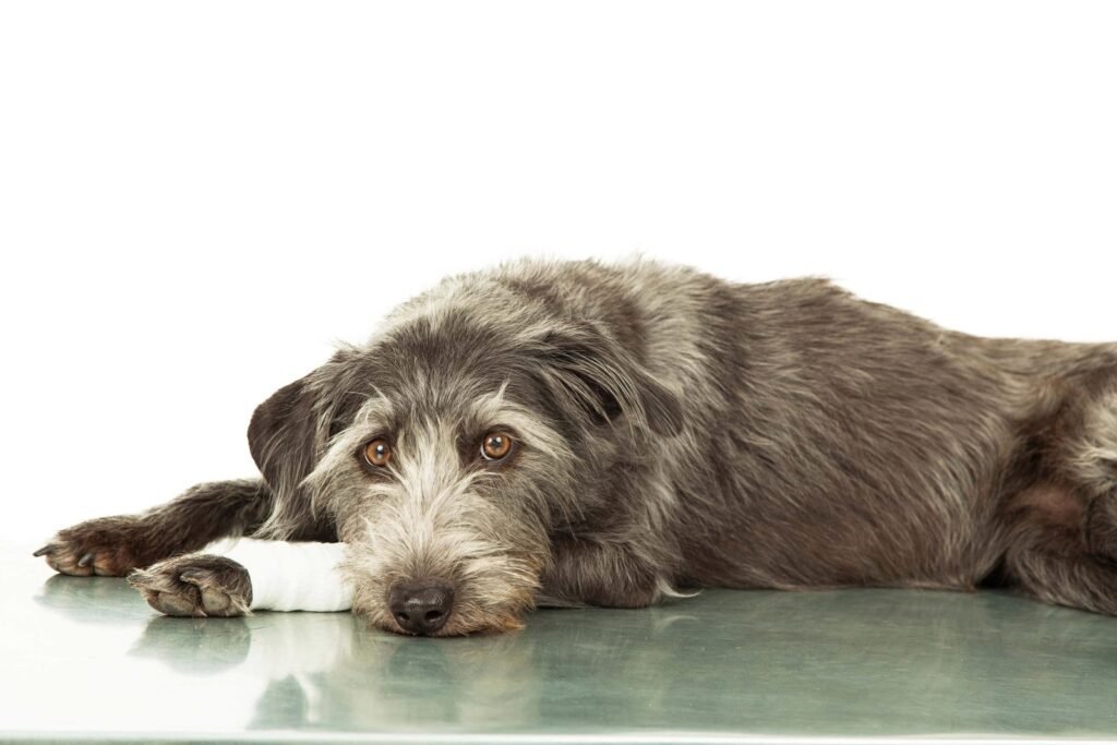 Sad dog with an injured leg