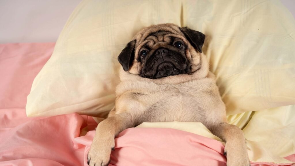 Pug lying in bed with a worried look