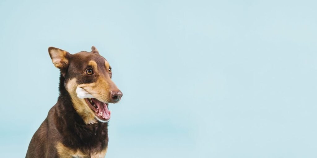 Dog with bone - Osteosarcoma (Bone Cancer) in Dogs