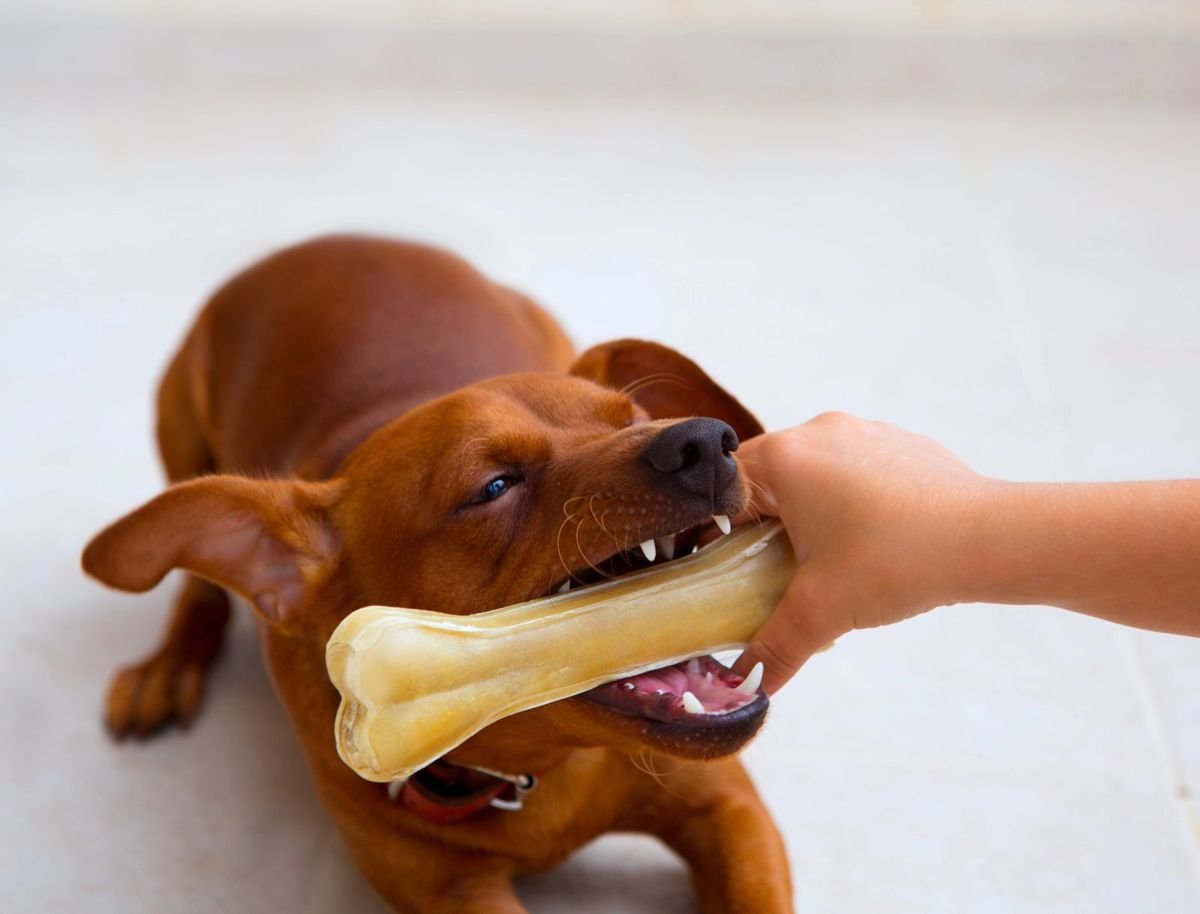 Dog bone chew treat - Osteosarcoma (Bone Cancer) in Dogs