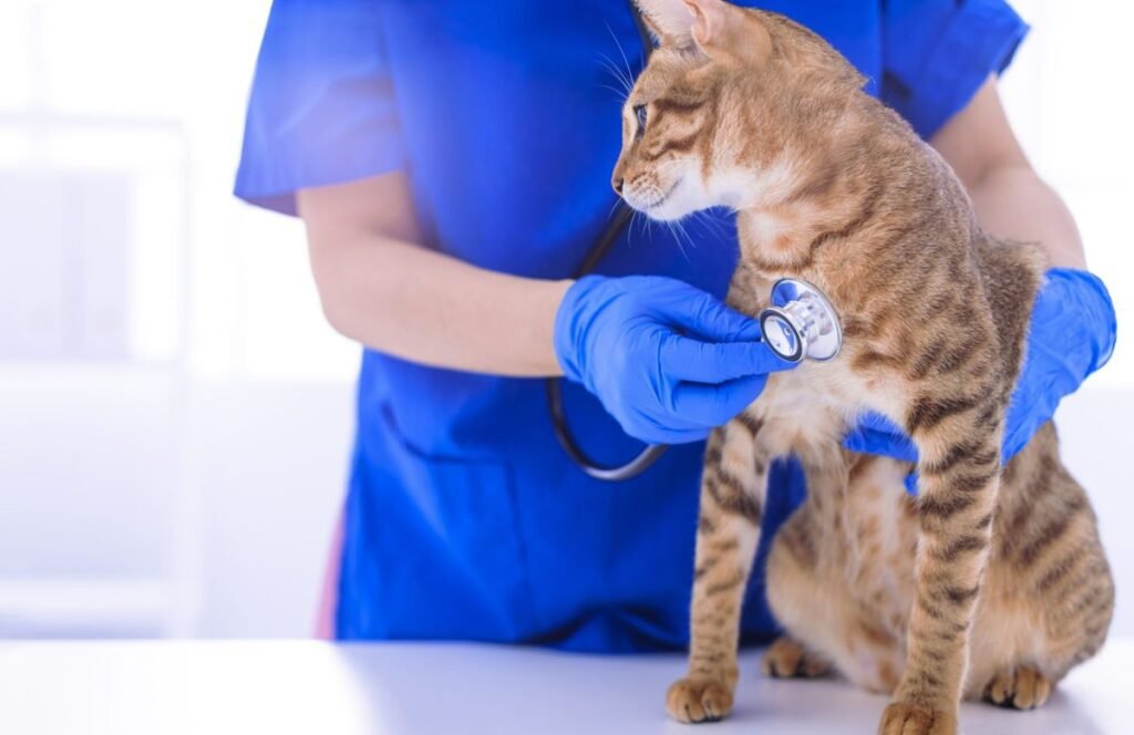 Vet examining pet cat with stethoscope on table