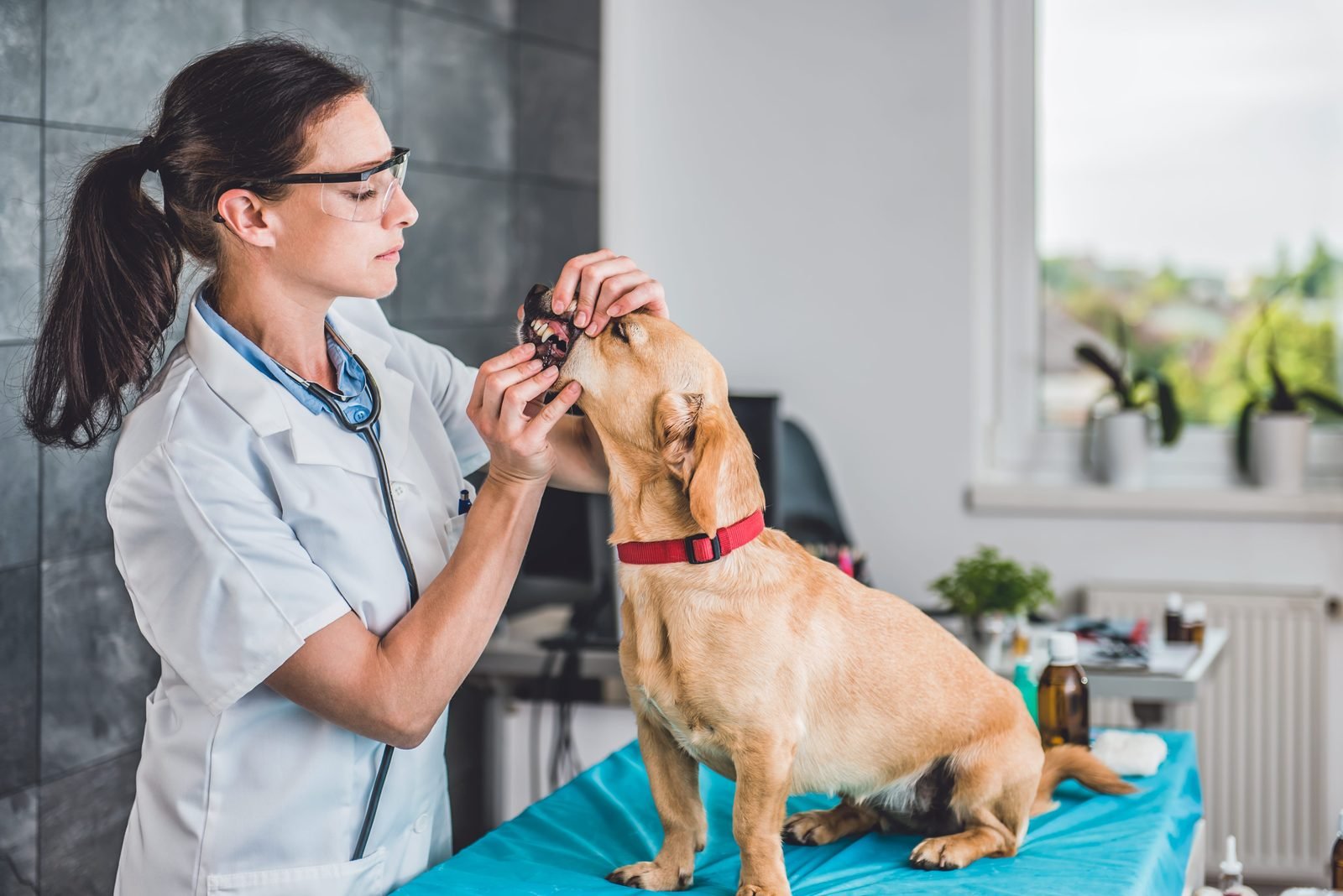 Female veterinarian examining dog mouth in clinic – dog bad breath