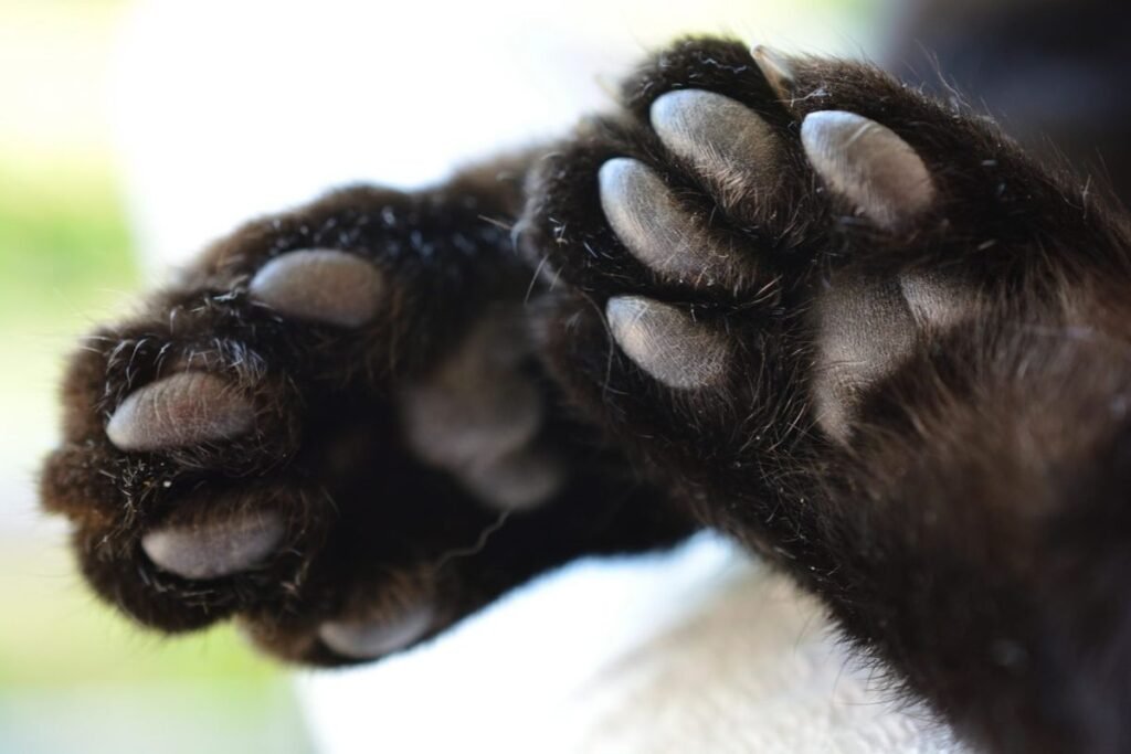 Cat paw pads - Polydactyl Cats: Extra Toes Explained