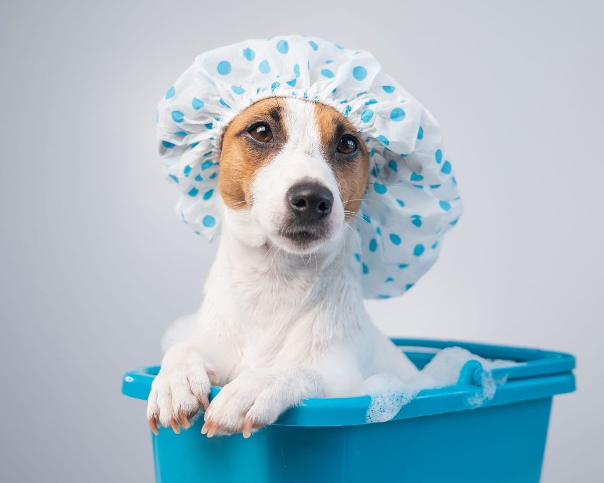 Funny friendly dog jack russell terrier takes a bath with foam in a