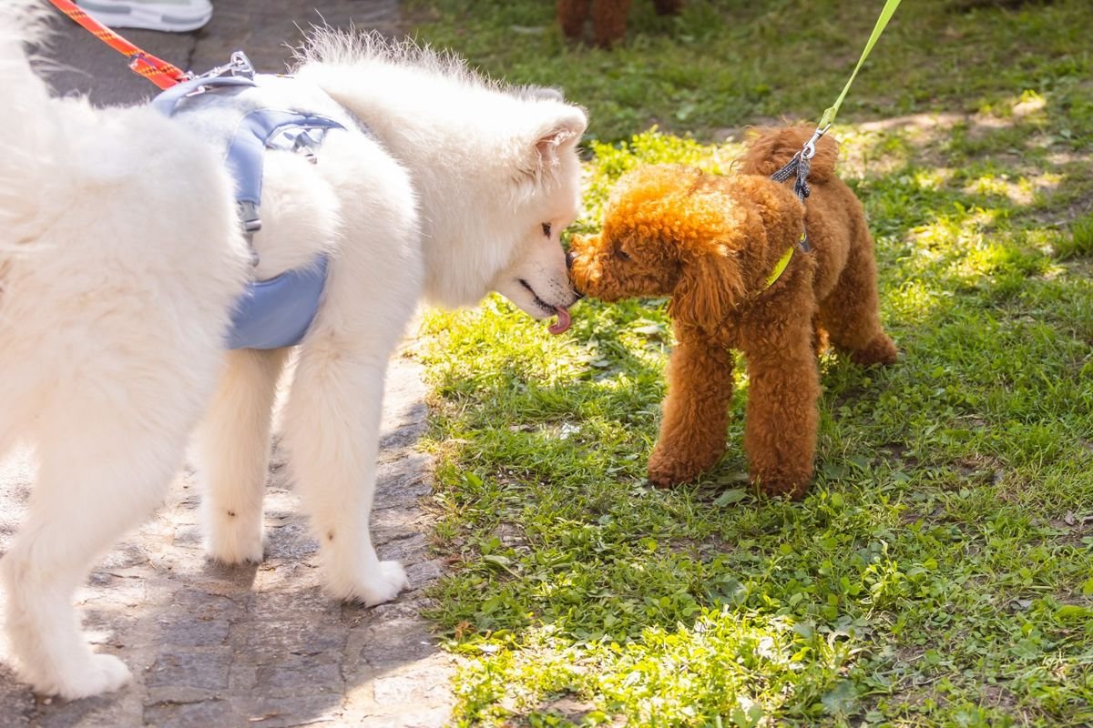 Small chocolate poodle and white big dog on the grass pet in nature