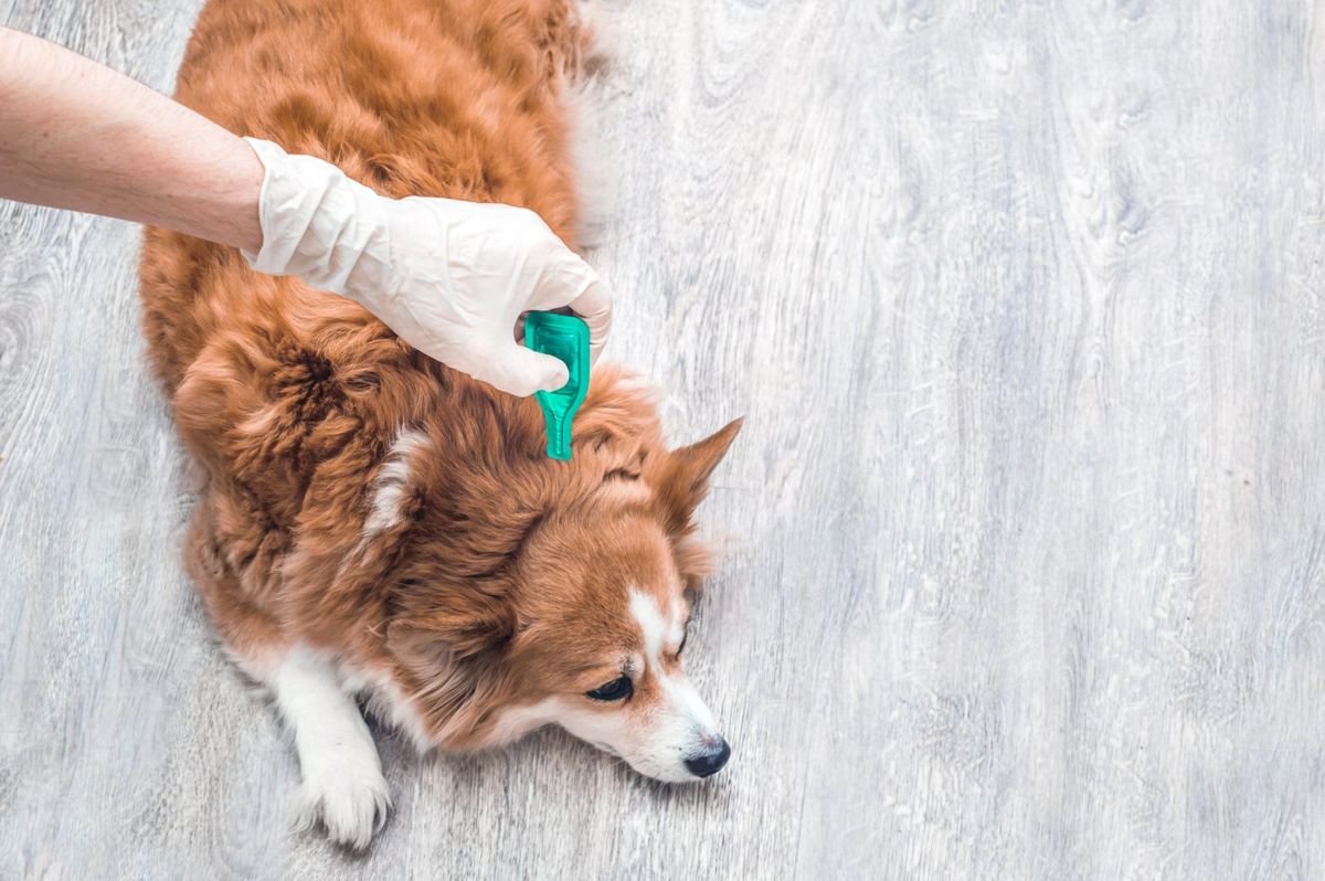 Dog flea tick spot on treatment - Tick-Borne Diseases in Dogs: Lyme, Anaplasmosis and Ehrlichiosis