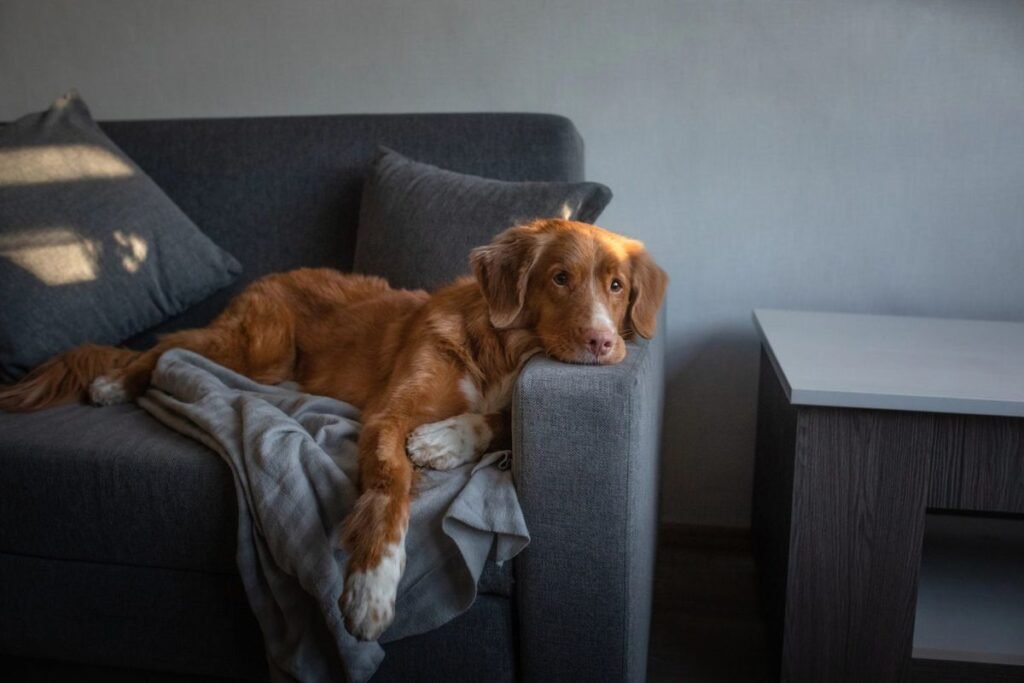 Dog sofa blanket lying sad - Vaccine Reactions in Dogs and Cats: What’s Normal