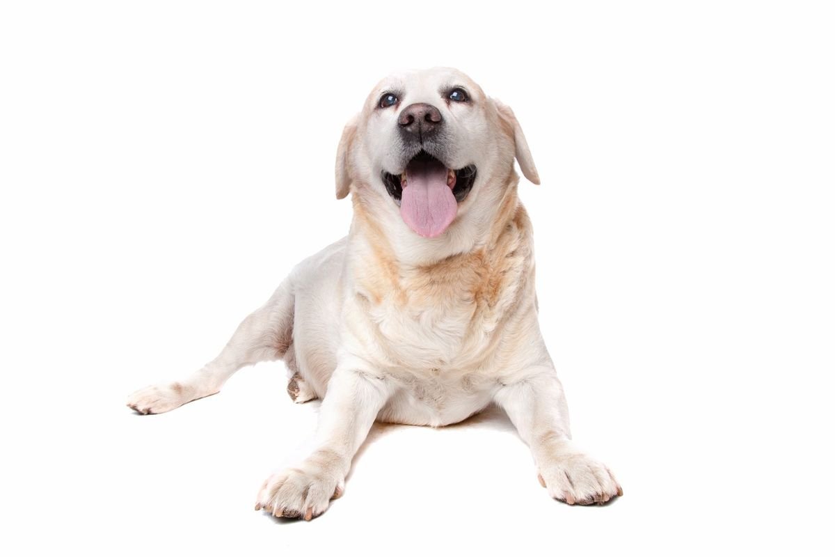 Labrador retriever - When Do Puppies Stop Growing