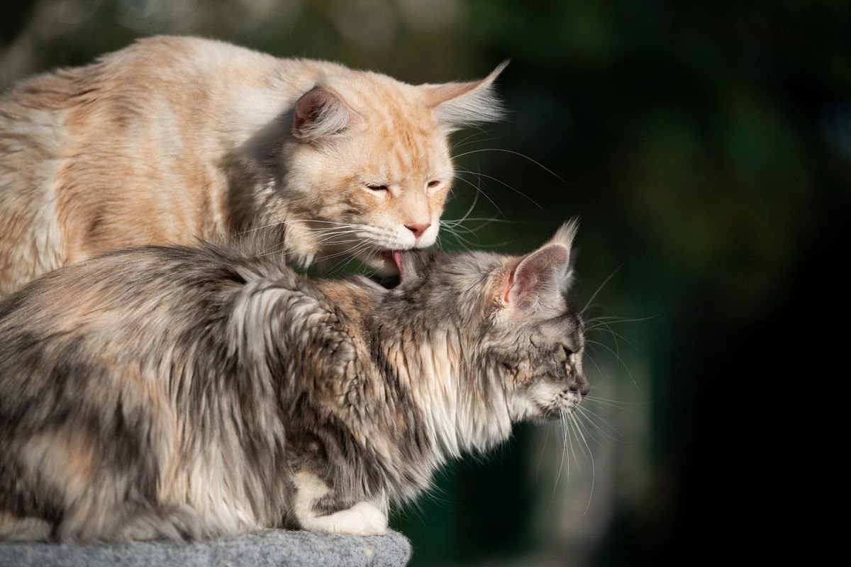 Cats grooming each other - Why Do Cats Groom Each Other