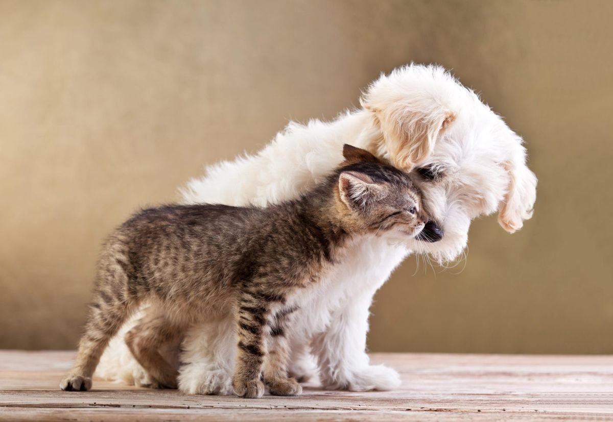 Dog cat puppy together - Why Does My Cat Lick Me