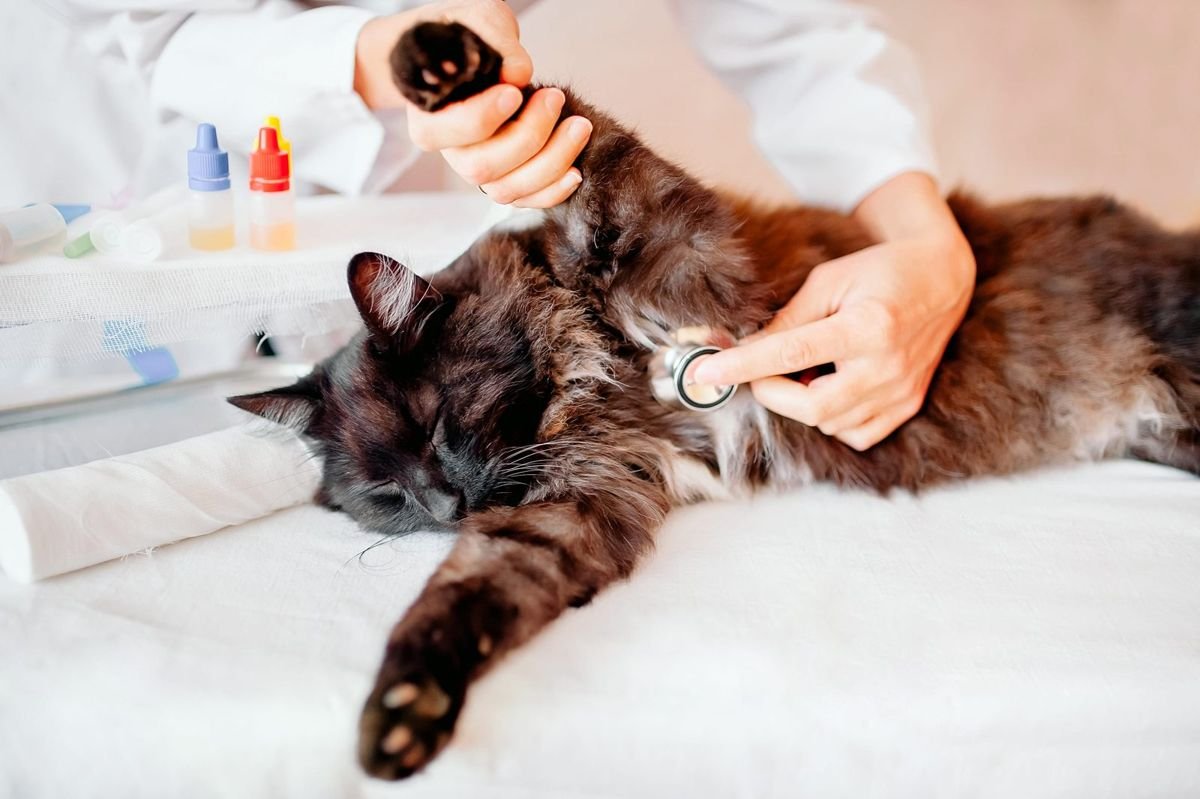 Cat vet exam stethoscope paw - Why Is My Cat Limping