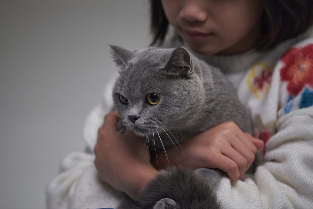 Cat hold child - Why Is My Cat Losing Weight